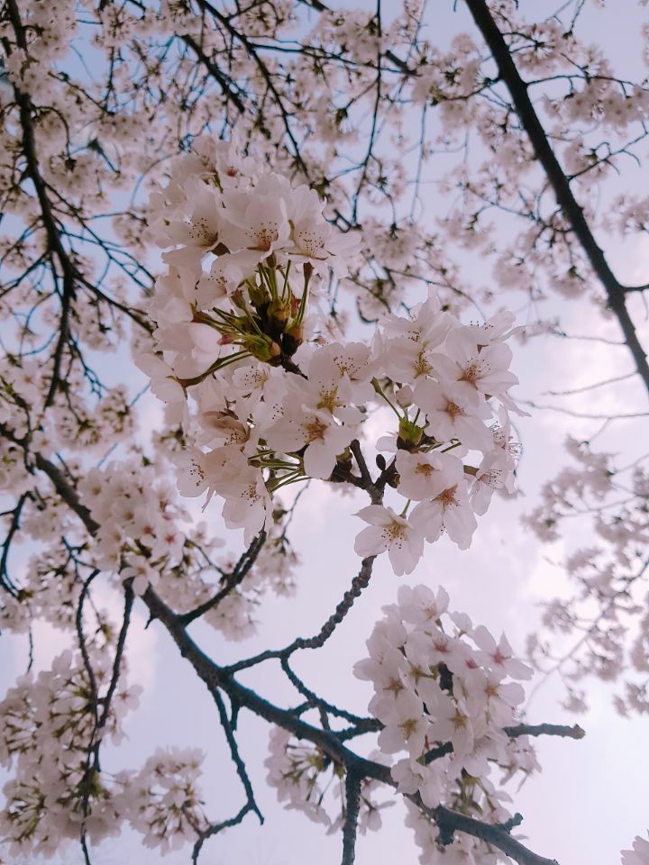 3학년 국어교과교재및연구법, 봄의 시간을 걷다. 게시글의 5 번째 이미지