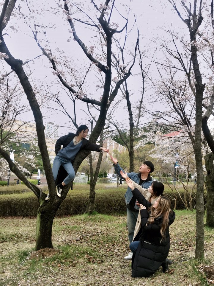 3학년 국어교과교재및연구법, 벚꽃에서 국어교육을 보다. 게시글의 3 번째 이미지