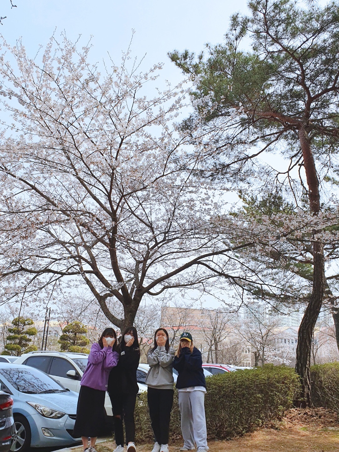 2022학년도 국어교과교재및연구법 벚꽃 체험 게시글의 5 번째 이미지